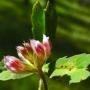 Notch Leaf Clover (Trifolium bifidum): It is an aptly named native as each leaf has a conspicuous notch.
